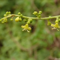 Tinospora cordifolia (Willd.) Hook.f. & Thomson